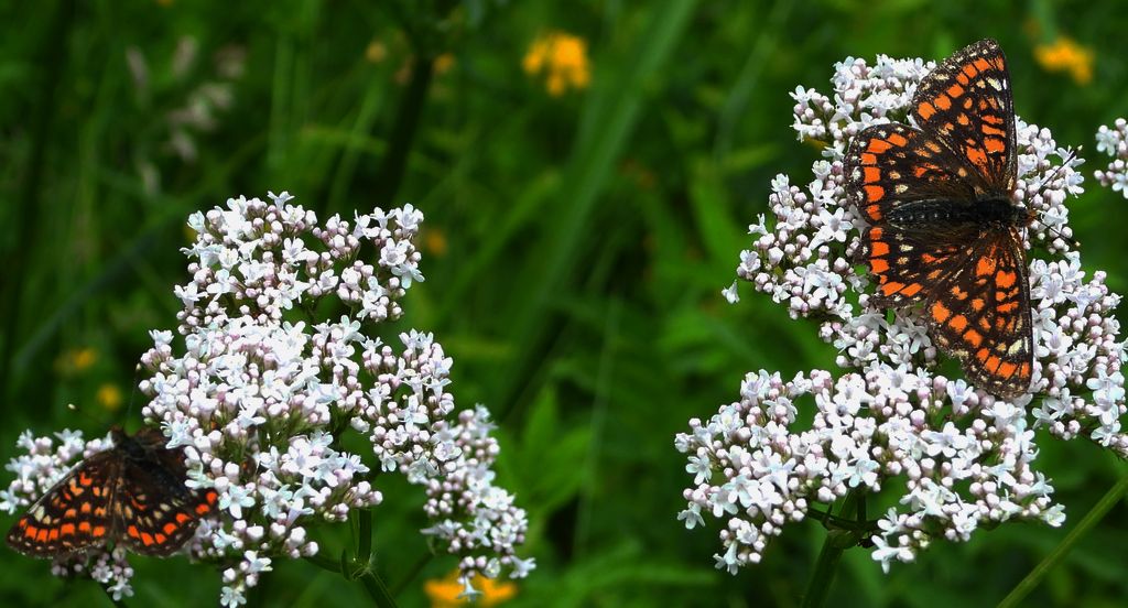Przeplatka maturna (Euphydryas maturna)
