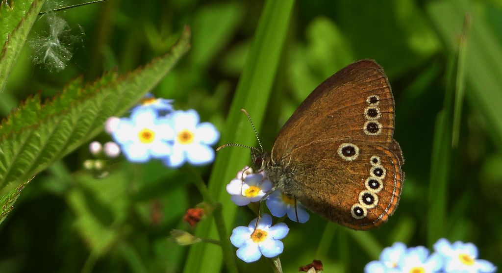 Strzępotek edypus (Coenonympha oedippus)