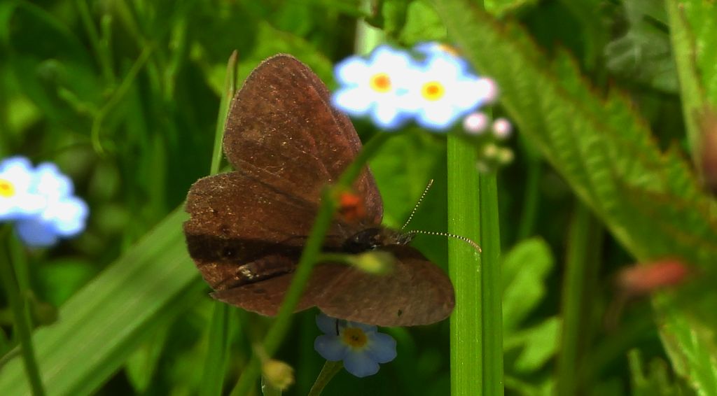 Strzępotek edypus (Coenonympha oedippus)