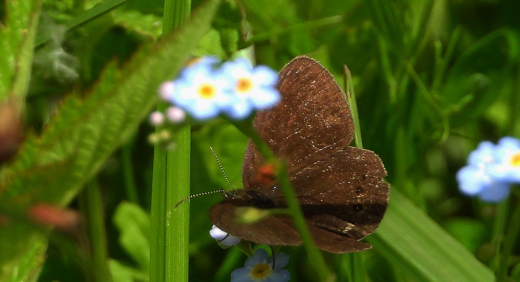 Strzępotek edypus (Coenonympha oedippus)