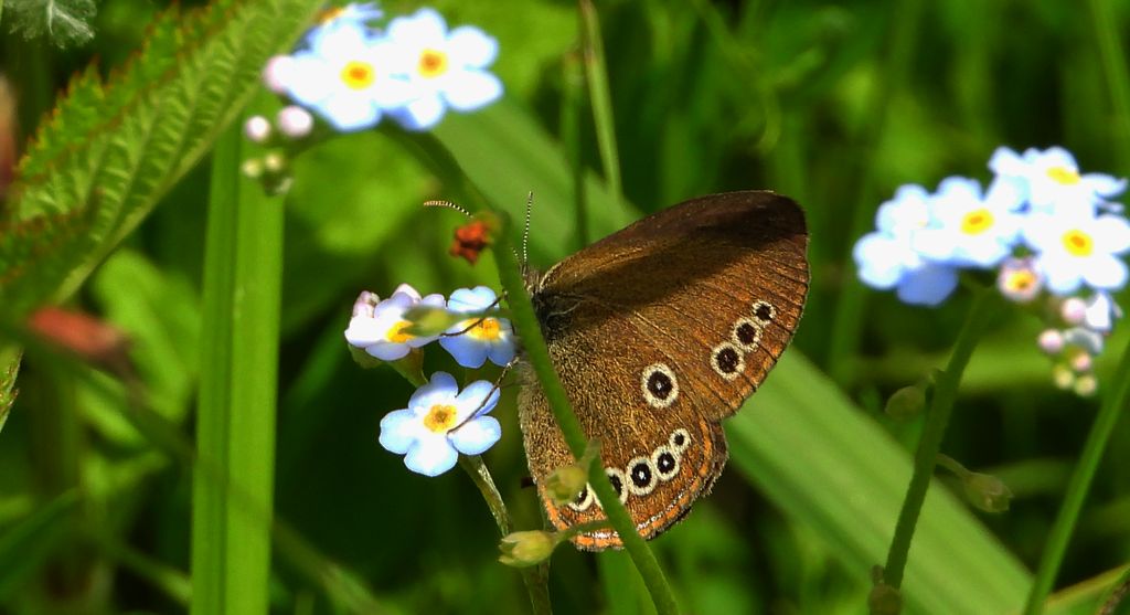 Strzępotek edypus (Coenonympha oedippus)
