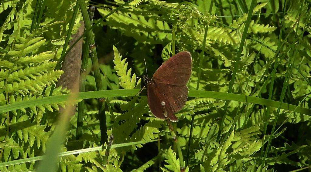 Strzępotek edypus (Coenonympha oedippus)