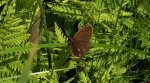 Strzępotek edypus (Coenonympha oedippus)