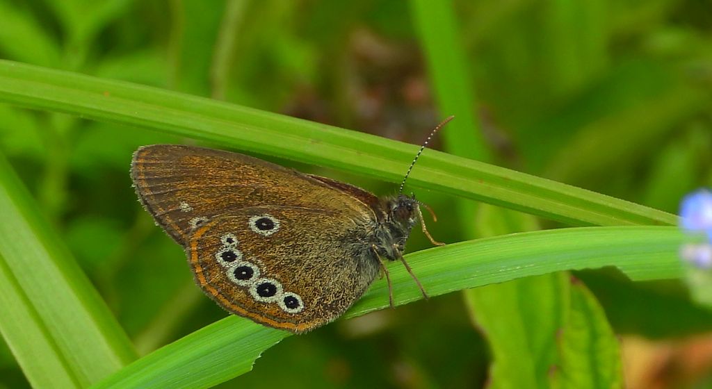 Strzępotek edypus (Coenonympha oedippus)
