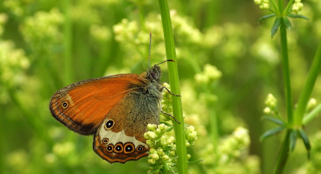 Strzępotek perełkowiec (Coenonympha arcania)