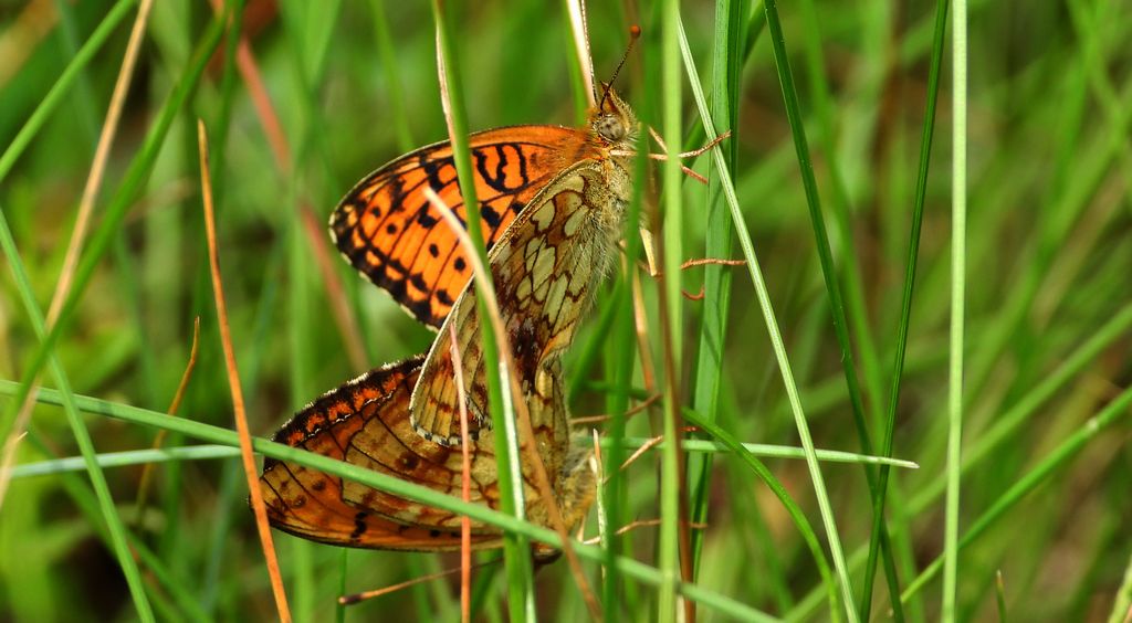 Dostojka ino (Brenthis ino)