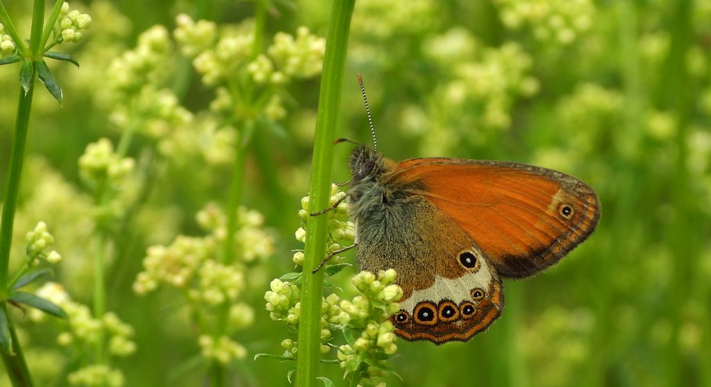 Strzępotek perełkowiec (Coenonympha arcania)