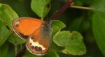Strzępotek perełkowiec (Coenonympha arcania)