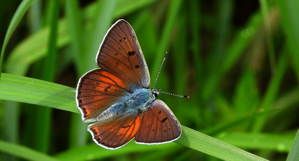 Czerwończyk zamgleniec (Lycaena alciphron)