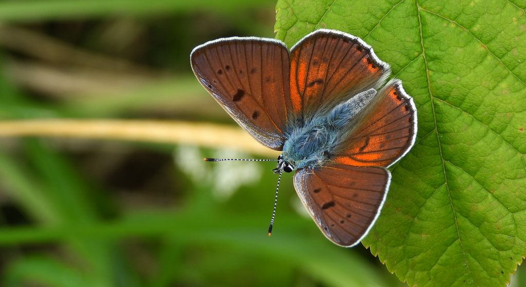 Czerwończyk zamgleniec (Lycaena alciphron)