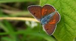 Czerwończyk zamgleniec (Lycaena alciphron)