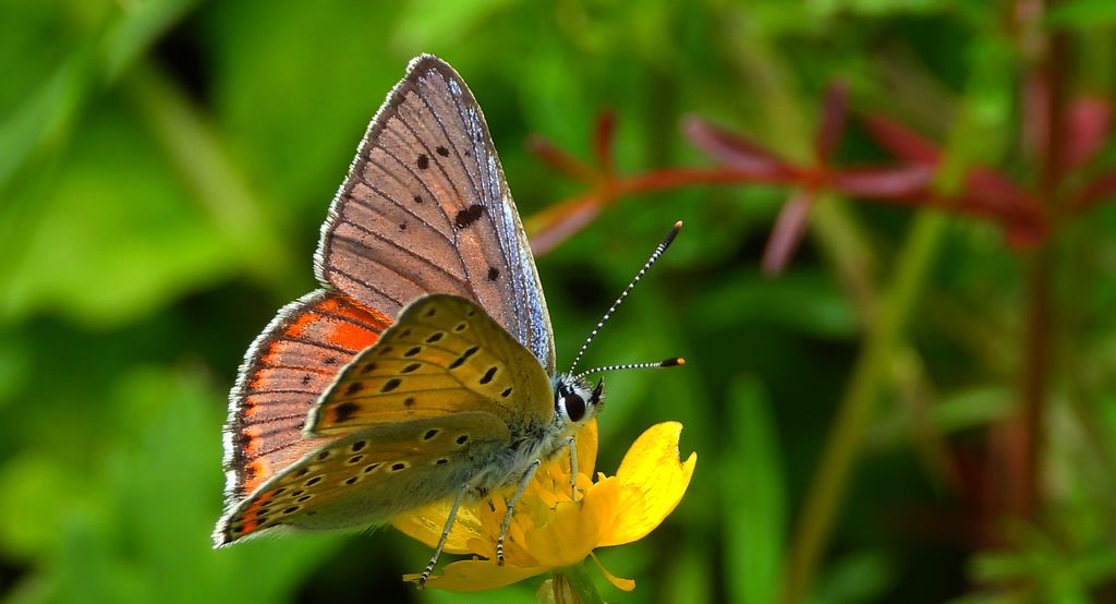 Czerwończyk zamgleniec (Lycaena alciphron)