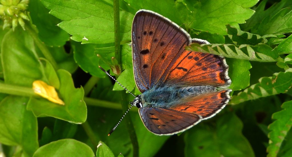 Czerwończyk zamgleniec (Lycaena alciphron)