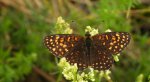 Przeplatka atalia (Melitaea athalia)