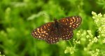 Przeplatka atalia (Melitaea athalia)