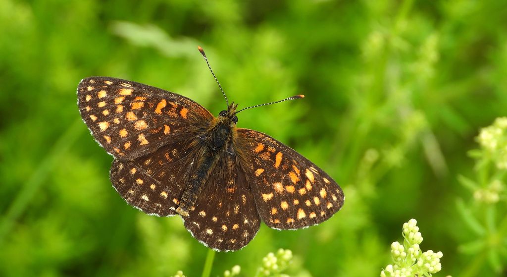 Przeplatka atalia (Melitaea athalia)