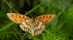 Przeplatka atalia (Melitaea athalia)