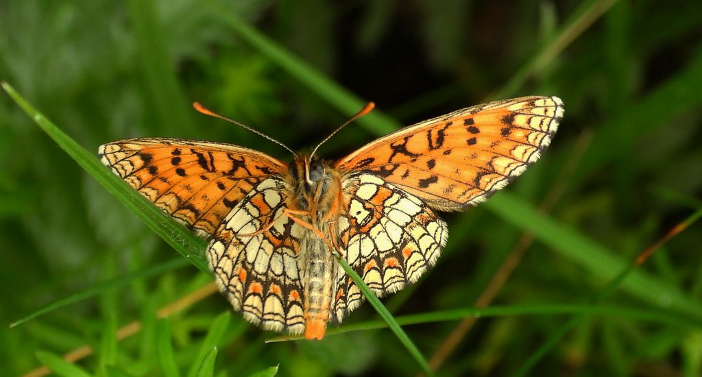 Przeplatka atalia (Melitaea athalia)
