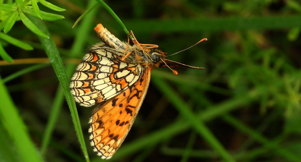 Przeplatka atalia (Melitaea athalia)