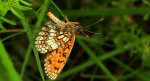 Przeplatka atalia (Melitaea athalia)