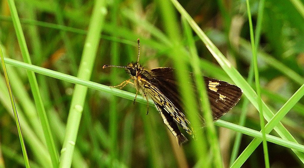 Rojnik morfeusz (Heteropterus morpheus)