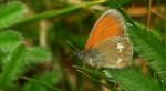 Strzępotek glicerion (Coenonympha glycerion)