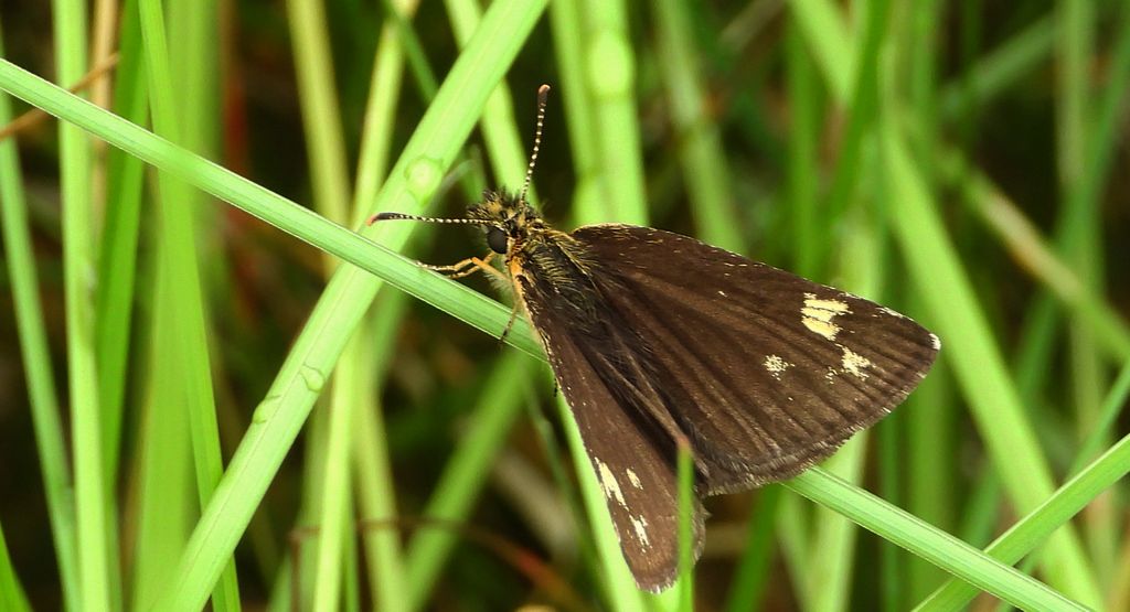 Rojnik morfeusz (Heteropterus morpheus)