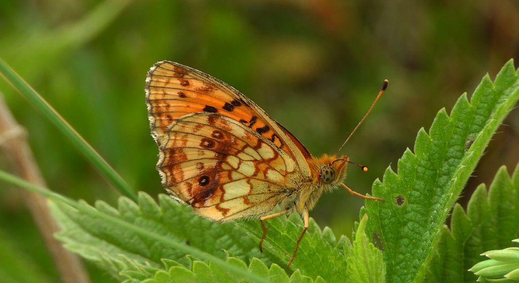 Dostojka ino (Brenthis ino)