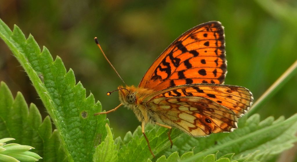 Dostojka ino (Brenthis ino)