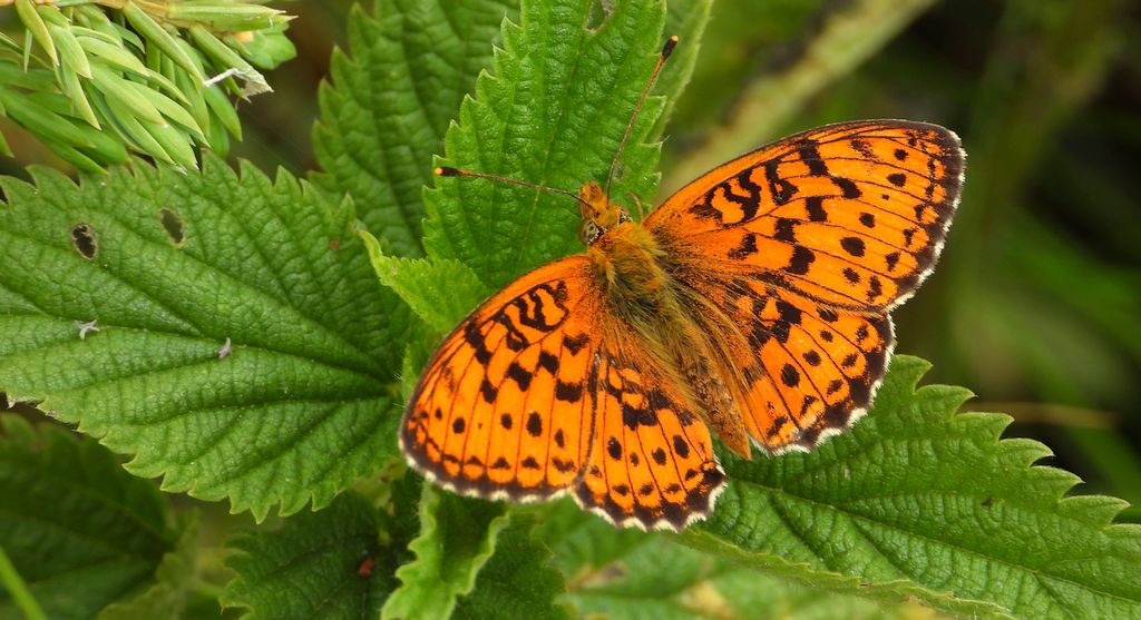 Dostojka ino (Brenthis ino)