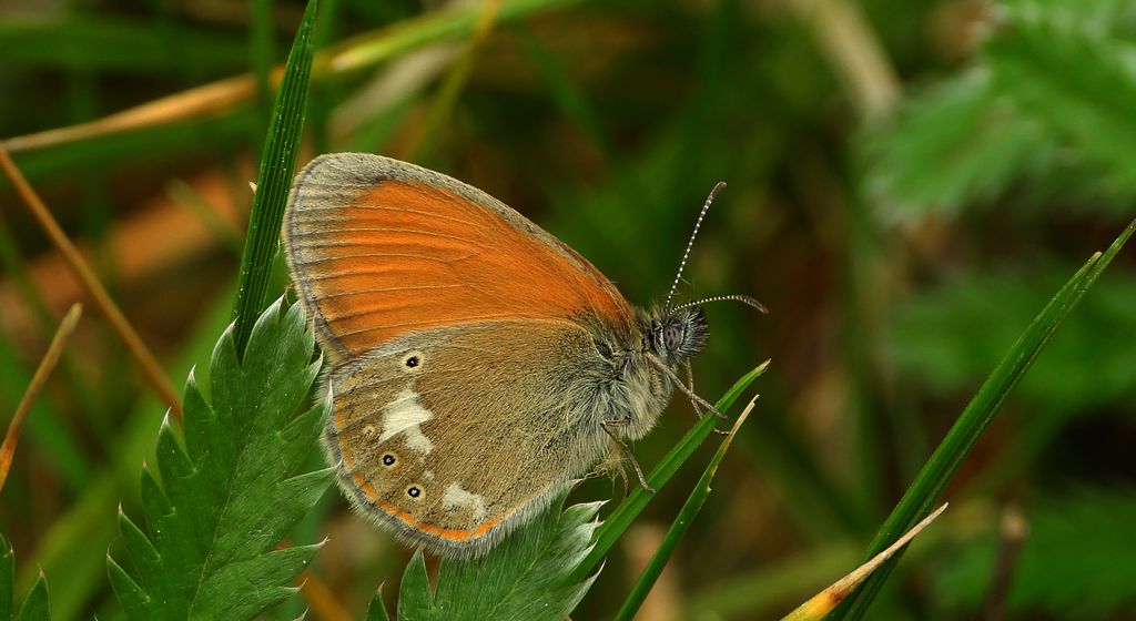 Strzępotek glicerion (Coenonympha glycerion)