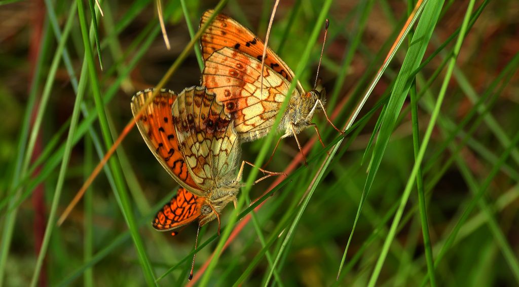 Dostojka ino (Brenthis ino)