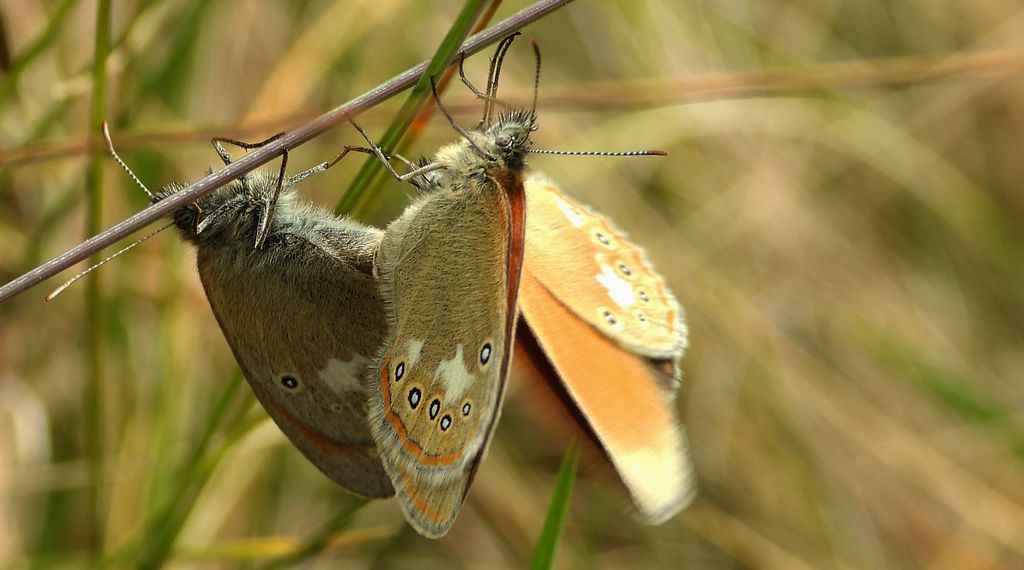 Strzępotek glicerion (Coenonympha glycerion)