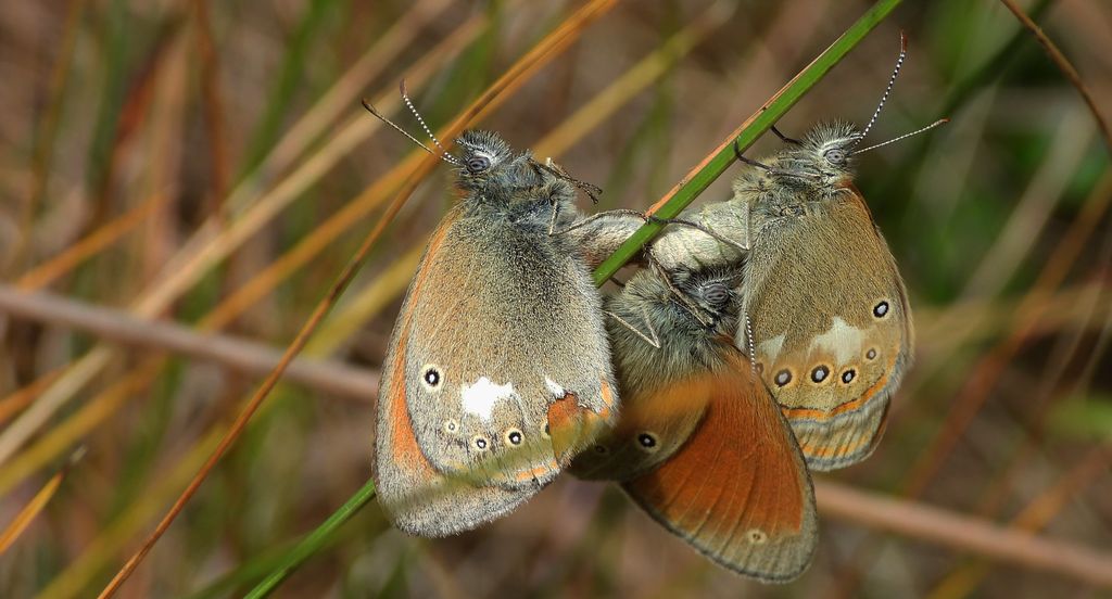 Strzępotek glicerion (Coenonympha glycerion)
