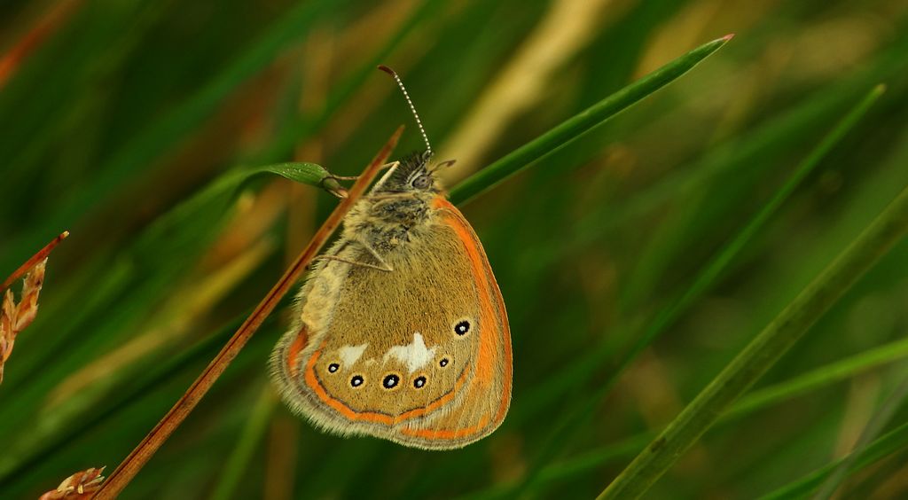 Strzępotek glicerion (Coenonympha glycerion)