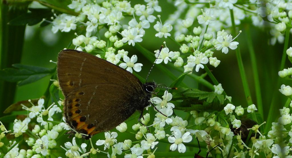 Ogończyk śliwowiec (Satyrium pruni)