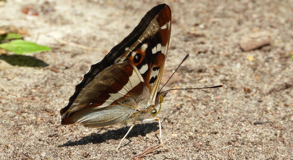 Mieniak tęczowiec (Apatura iris)