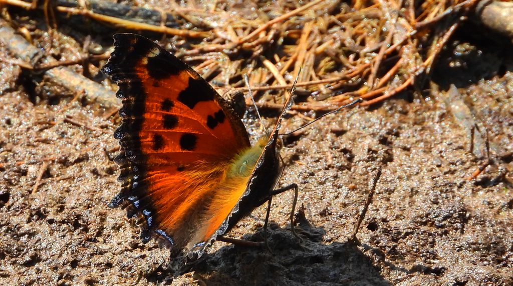 Rusałka drzewoszek (Nymphalis xanthomelas)