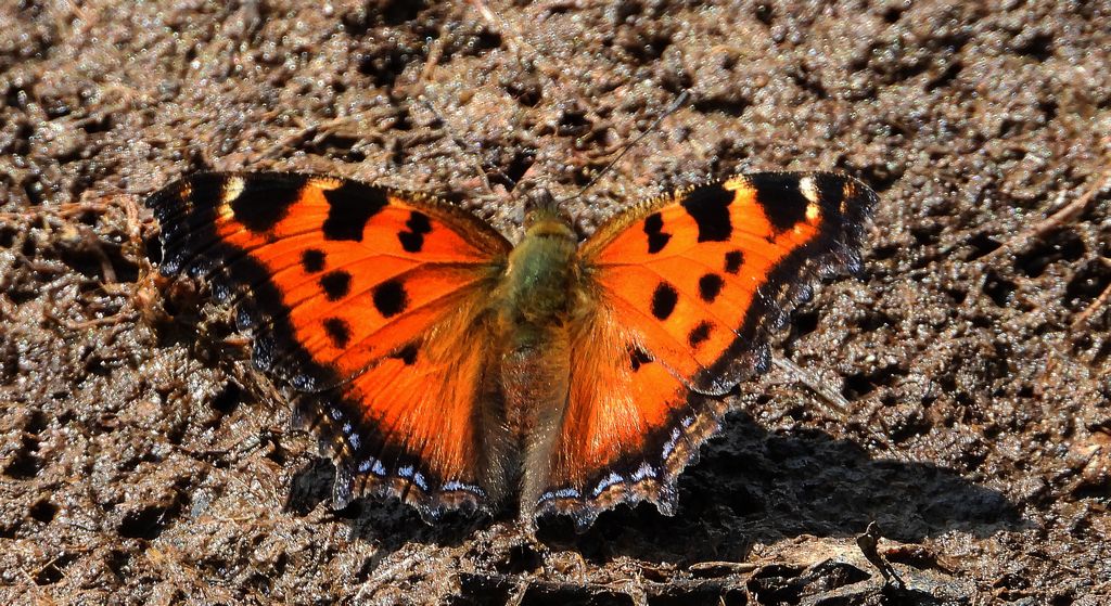 Rusałka drzewoszek (Nymphalis xanthomelas)
