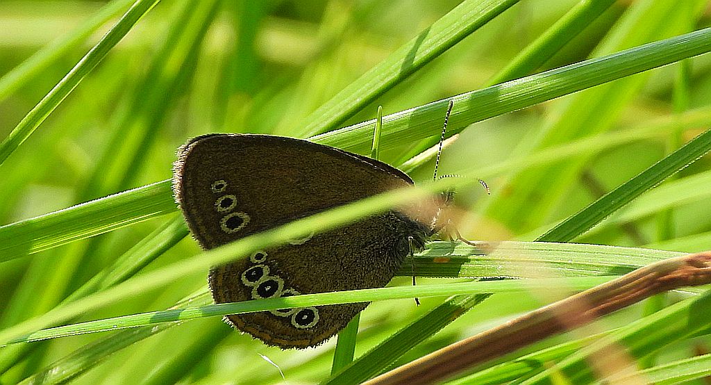 Strzępotek edypus (Coenonympha oedippus)