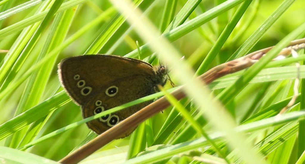 Strzępotek edypus (Coenonympha oedippus)