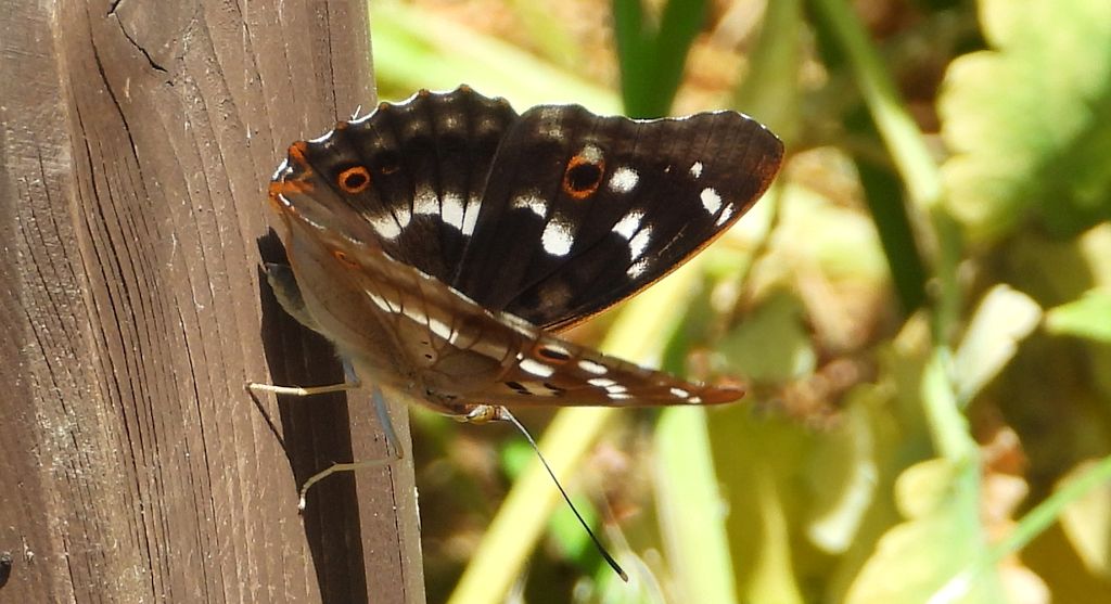 Mieniak strużnik (Apatura ilia)
