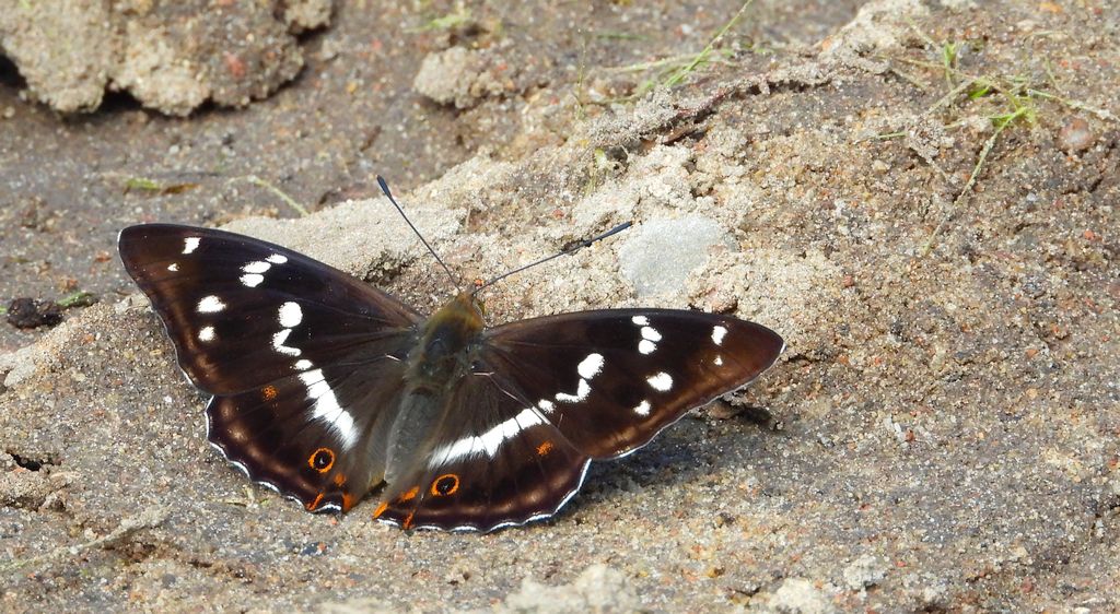 Mieniak tęczowiec (Apatura iris)