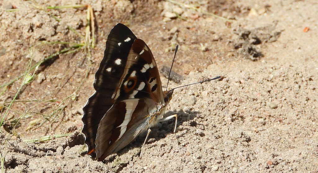 Mieniak tęczowiec (Apatura iris)