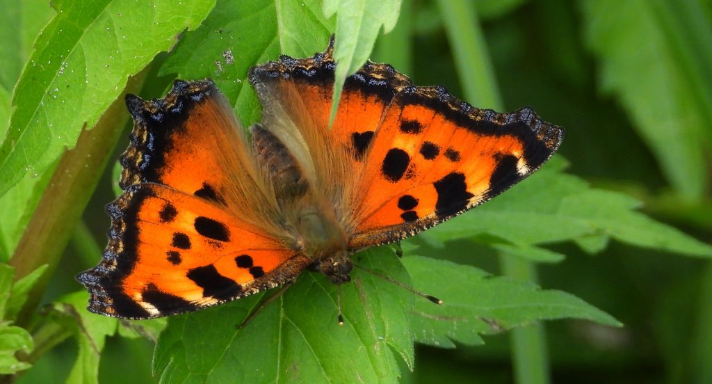 Rusałka drzewoszek (Nymphalis xanthomelas)