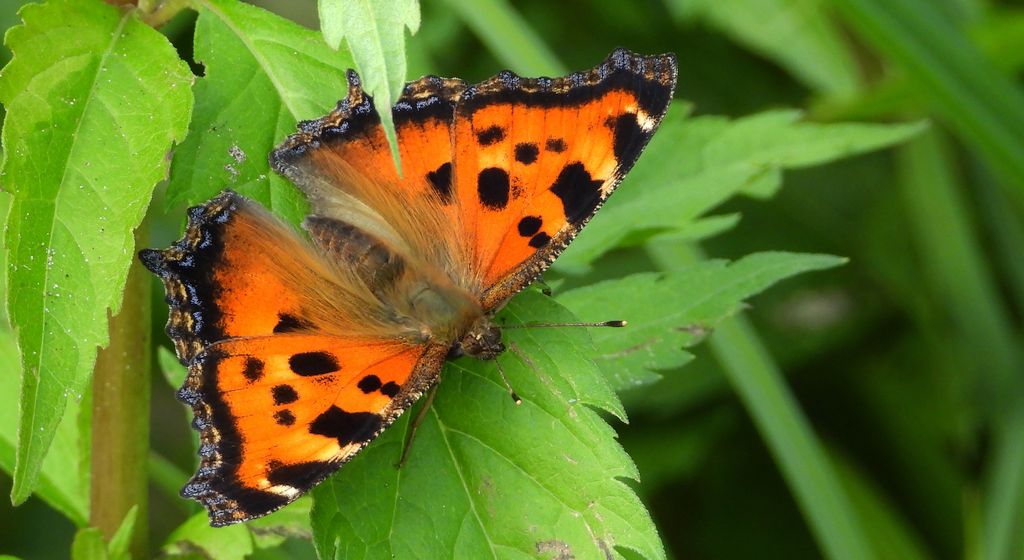 Rusałka drzewoszek (Nymphalis xanthomelas)