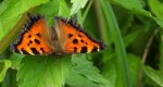 Rusałka drzewoszek (Nymphalis xanthomelas)