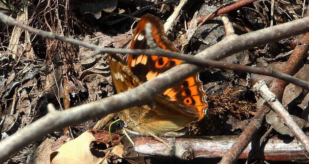 Mieniak strużnik (Apatura ilia)