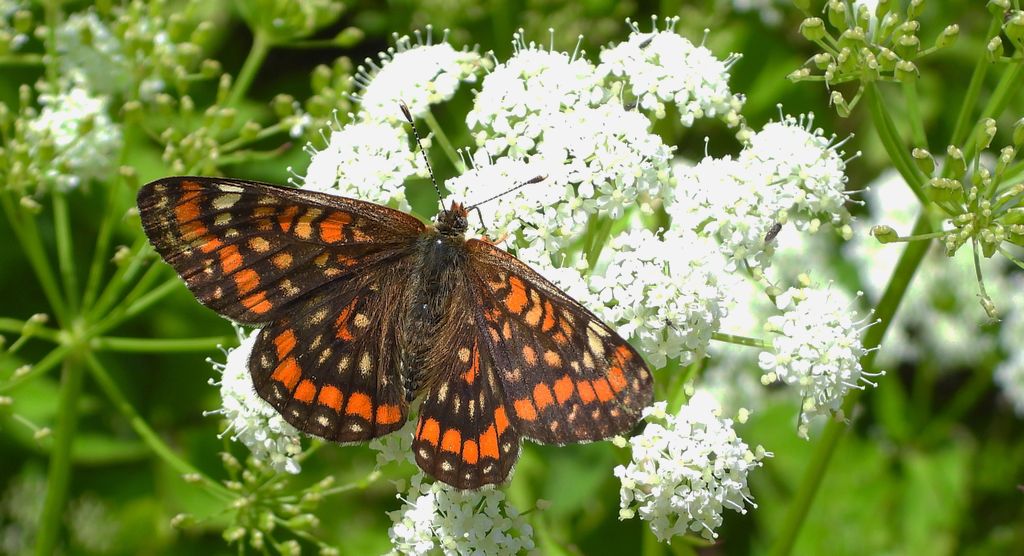 Przeplatka maturna (Euphydryas maturna)