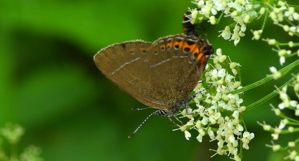 Ogończyk śliwowiec (Satyrium pruni)
